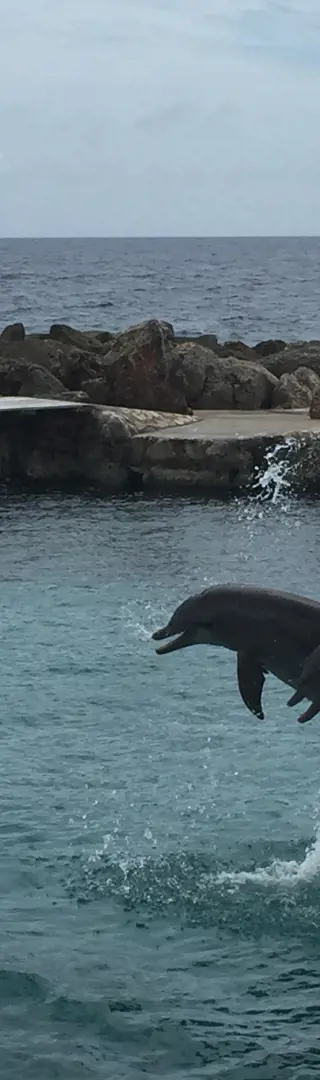 Dolphin Academy